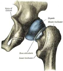 Anatomia_anca