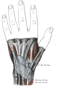 anatomia compartimenti polso