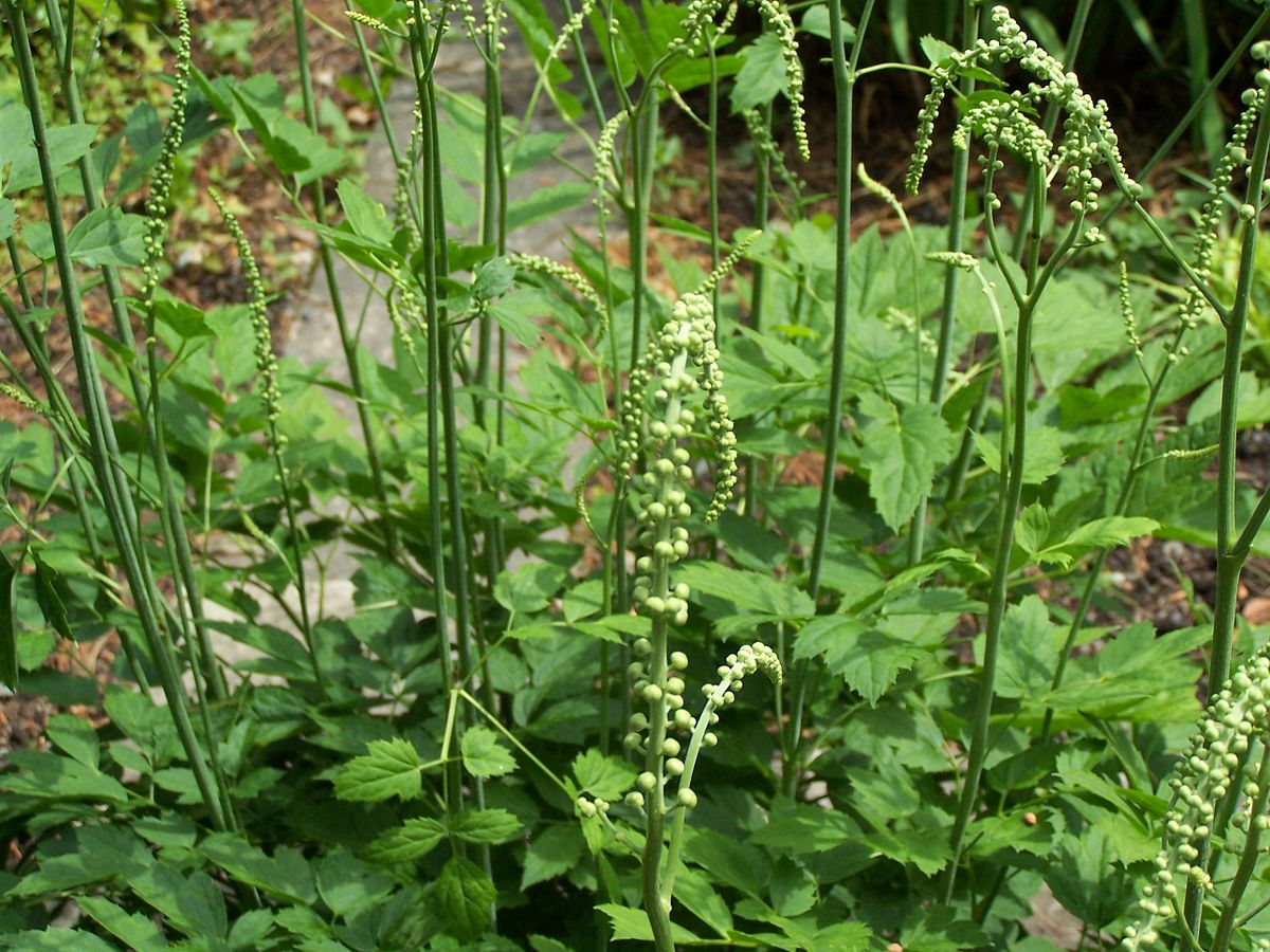 cimicifuga racemosa