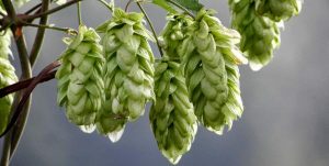 luppolo rimedio naturale