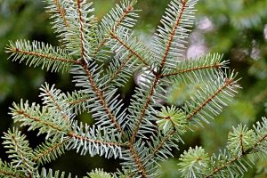piante-officinali-fitoterapici