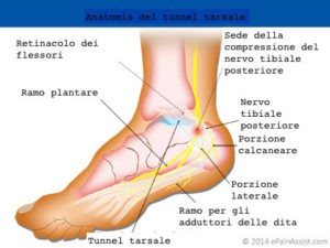 Anatomia del tunnel tarsale e del nervo tibiale